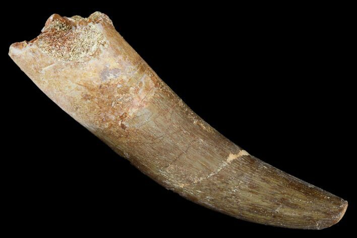 Fossil Plesiosaur (Zarafasaura) Tooth - Morocco #176915